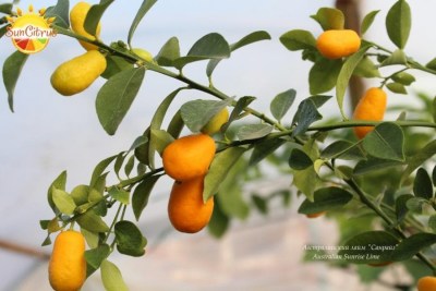 Australian Sunrise Lime 4 - 